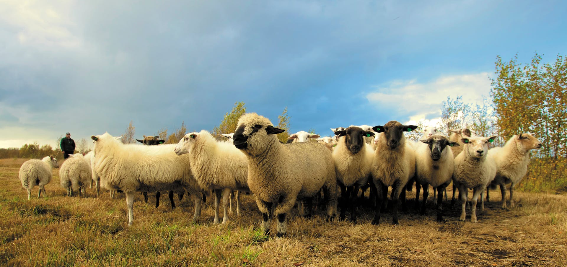 élevage de mouton et panneau solaire